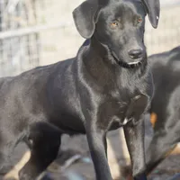 Jet Tiscar Farm Dog, a female Akita and Dutch Shepherd for sale in Maricopa, AZ – Photo 1 of 10