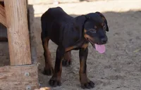 Rott (Amiri), a female Rottweiler for sale in Maricopa, AZ – 6 of 6
