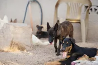 Dutch (Stella), a female Dutch Shepherd for sale in Maricopa, AZ – 4 of 10