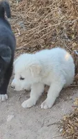 McNabsky F white, a female Siberian Husky and McNab Shepherd for sale in Maricopa, AZ – 5 of 6