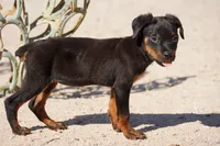 Rott (Chanel F), a female Rottweiler for sale in Maricopa, AZ – 9 of 10
