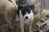 Bansky (Pinto), a female Siberian Husky and American Mastiff for sale in Maricopa, AZ – 2 of 7