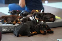 Vermithor, a male Rottweiler for sale in Maricopa, AZ – 8 of 10