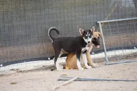 McNabsky (Husky), a female Siberian Husky and McNab Shepherd for sale in Maricopa, AZ – 9 of 10