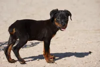 Rott (Chanel F), a female Rottweiler for sale in Maricopa, AZ – 3 of 10