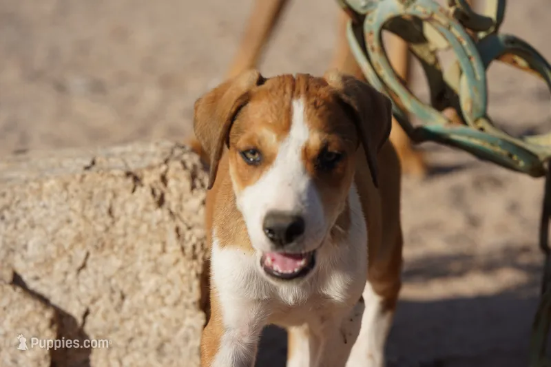 Doberdane Tan/Wht M – Doberman Pinscher, Great Dane puppy for sale in Maricopa, AZ
