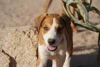 Doberdane Tan/Wht M, a male Doberman Pinscher and Great Dane for sale in Maricopa, AZ – 1 of 10