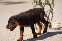 Meleys, a female Rottweiler for sale in Maricopa, AZ – 3 of 6
