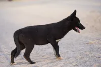 McNabsky (Balto), a male Siberian Husky and McNab Shepherd for sale in Maricopa, AZ – 9 of 10