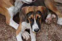 Doberdane (Madison), a female Doberman Pinscher and Great Dane for sale in Maricopa, AZ – 4 of 6