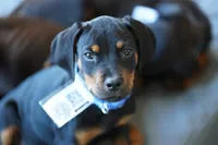 Romeo, a male Rottweiler for sale in Maricopa, AZ – 8 of 10