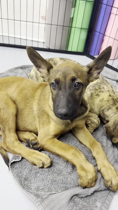 Malinois M, a male Belgian Malinois for sale in Maricopa, AZ – 8 of 10