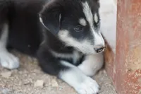 McNabsky F blkwht, a female Siberian Husky and McNab Shepherd for sale in Maricopa, AZ – 2 of 10