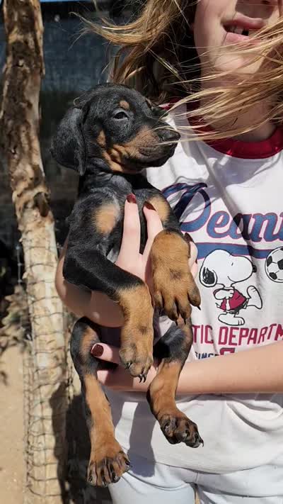 Akira Blk M, a male Doberman Pinscher for sale in Maricopa, AZ – 2 of 10