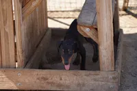 Dobie Blk M, a male Doberman Pinscher for sale in Maricopa, AZ – 6 of 6