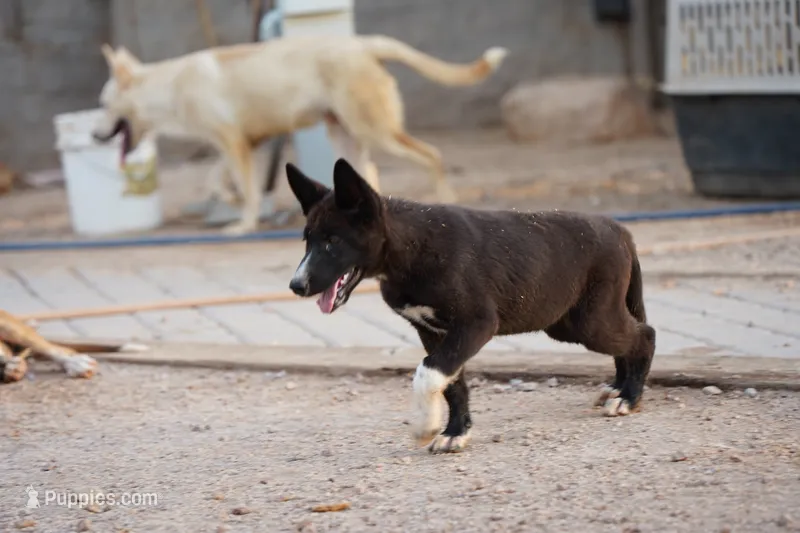 Husky Balto M – Siberian Husky puppy for sale in Maricopa, AZ