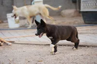 McNabsky (Balto), a male Siberian Husky and McNab Shepherd for sale in Maricopa, AZ – 5 of 10