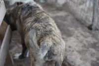 Bansky (SliverBrindle), a male Siberian Husky and American Mastiff for sale in Maricopa, AZ – 2 of 10