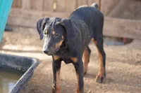 Milhouse, a male Doberman Pinscher for sale in Maricopa, AZ – 5 of 10