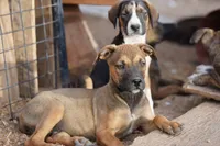 Midnight Fawn F, a female American Mastiff for sale in Maricopa, AZ – 3 of 10