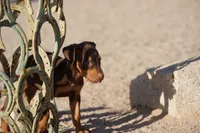 Diabla Red F, a female Doberman Pinscher for sale in Maricopa, AZ – 2 of 10