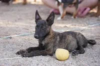 Dutch F Pink, a female Dutch Shepherd for sale in Maricopa, AZ – 3 of 10