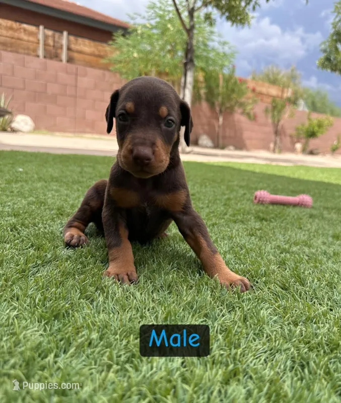 Akira Red M – Doberman Pinscher puppy for sale in Maricopa, AZ