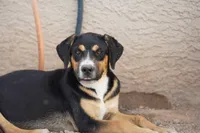 Bandogge (Bart), a male American Mastiff for sale in Maricopa, AZ – 4 of 10