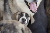 Bansky (B1), a female Siberian Husky and American Mastiff for sale in Maricopa, AZ – 10 of 10