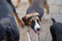 Doberdane (Madison), a female Doberman Pinscher and Great Dane for sale in Maricopa, AZ – 3 of 6