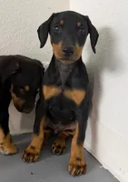 Diabla Blk F, a female Doberman Pinscher for sale in Maricopa, AZ – 7 of 10