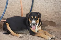 Bandogge (Bart), a male American Mastiff for sale in Maricopa, AZ – 7 of 10