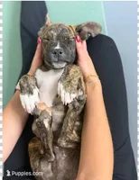 Bandogge (BrindM), a male American Mastiff for sale in Maricopa, AZ – 10 of 10