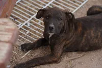 Midnight Brindle F, a female American Mastiff for sale in Maricopa, AZ – 6 of 10