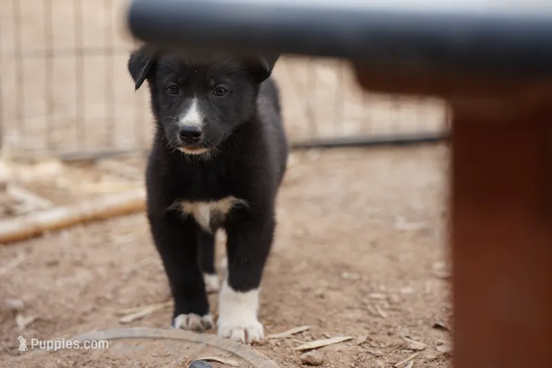 McNabsky M black – Siberian Husky, McNab Shepherd puppy for sale in Maricopa, AZ