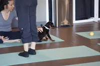 Purple Collar, a female Rottweiler for sale in Maricopa, AZ – 8 of 10