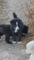 McNabsky F blu eye, a female Siberian Husky and McNab Shepherd for sale in Maricopa, AZ – 3 of 6