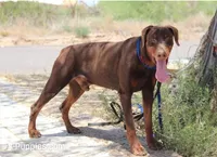 Dobie (Blk F1), a female Doberman Pinscher for sale in Maricopa, AZ – 7 of 8
