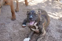 Bandogge (BrindM), a male American Mastiff for sale in Maricopa, AZ – 2 of 10