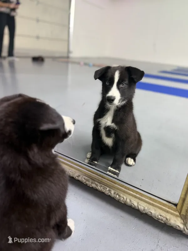 McNabsky (BlueEye) – Siberian Husky, McNab Shepherd puppy for sale in Maricopa, AZ