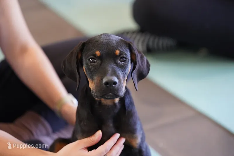 Amiri – Rottweiler puppy for sale in Maricopa, AZ