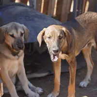 Pluto Tiscar Farm Dog, a male Akita and Dutch Shepherd for sale in Maricopa, AZ – Photo 8 of 9