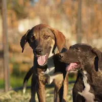 Pluto Tiscar Farm Dog, a male Akita and Dutch Shepherd for sale in Maricopa, AZ – Photo 2 of 9