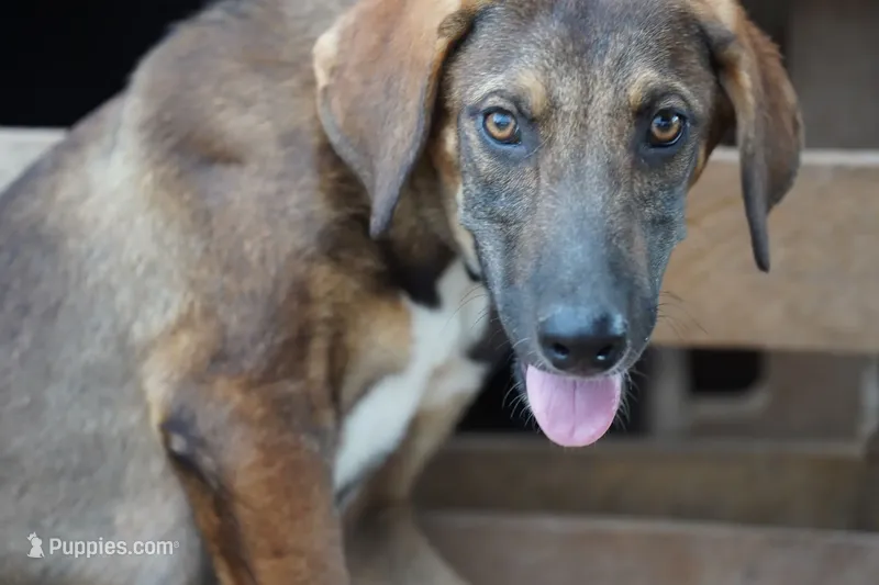 Pluto Tiscar Farm Dog – Akita, Dutch Shepherd puppy for sale in Maricopa, AZ