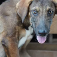 Pluto Tiscar Farm Dog, a male Akita and Dutch Shepherd for sale in Maricopa, AZ – Photo 9 of 9