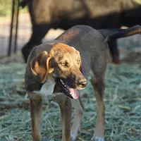Pluto Tiscar Farm Dog, a male Akita and Dutch Shepherd for sale in Maricopa, AZ – Photo 3 of 9