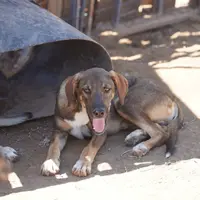 Pluto Tiscar Farm Dog, a male Akita and Dutch Shepherd for sale in Maricopa, AZ – Photo 7 of 9