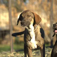 Pluto Tiscar Farm Dog, a male Akita and Dutch Shepherd for sale in Maricopa, AZ – Photo 1 of 9
