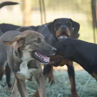Pluto Tiscar Farm Dog, a male Akita and Dutch Shepherd for sale in Maricopa, AZ – Photo 6 of 9