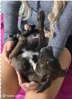 Bandog (BlkBrnF), a female American Mastiff for sale in Maricopa, AZ – 2 of 10